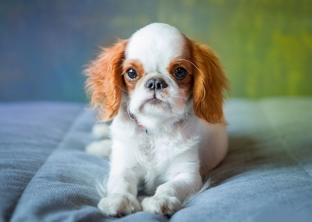 #33. English toy spaniels